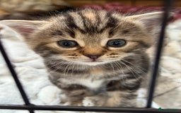 Mixed Breed cats for sale: Adorable Tabby Kittens  - Image 6