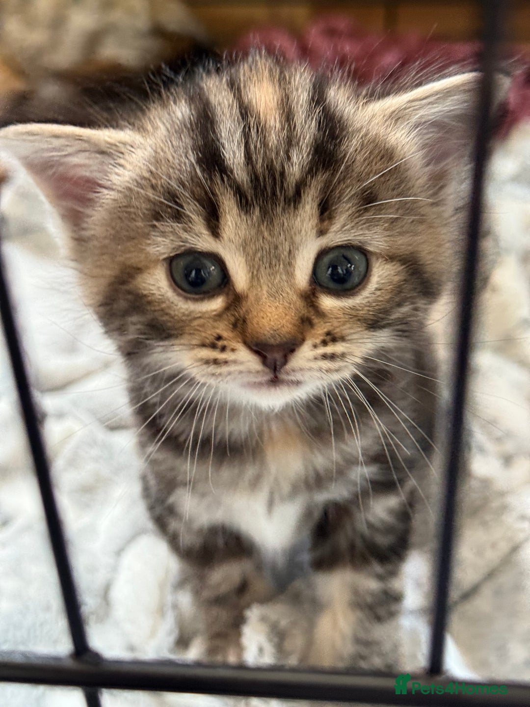 Mixed Breed cats for sale: Adorable Tabby Kittens  - Image 6