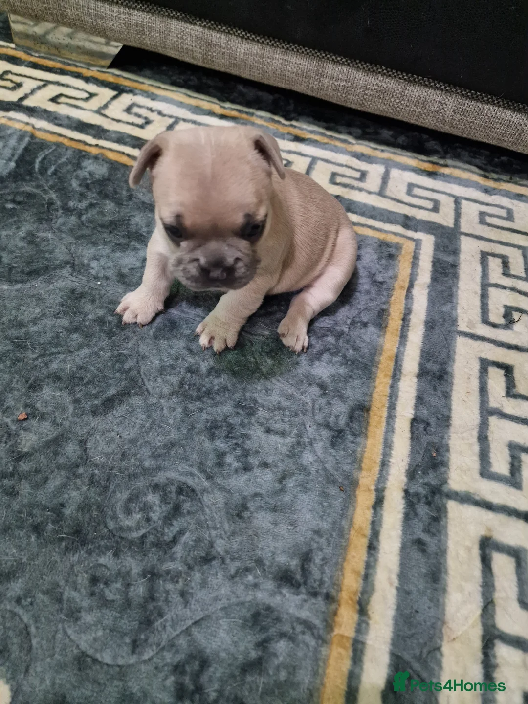 French Bulldog dogs for sale: Beautiful blue french bulldogs puppies  - Advert 5