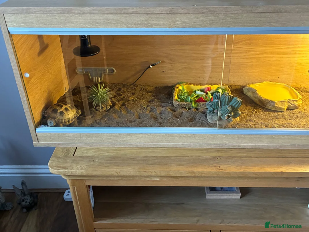 Hermann Tortoise reptiles for sale: Horsefieild male tortoise  in Choppington - Advert 5