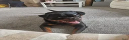 Rottweiler dogs for sale: Bronson - Full Pedigree Rottweiler (Male, 3 years) - Advert 5