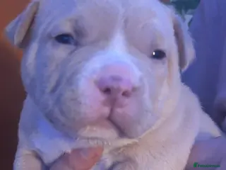 American Bully dogs Pocket Bully puppies - Advert 4