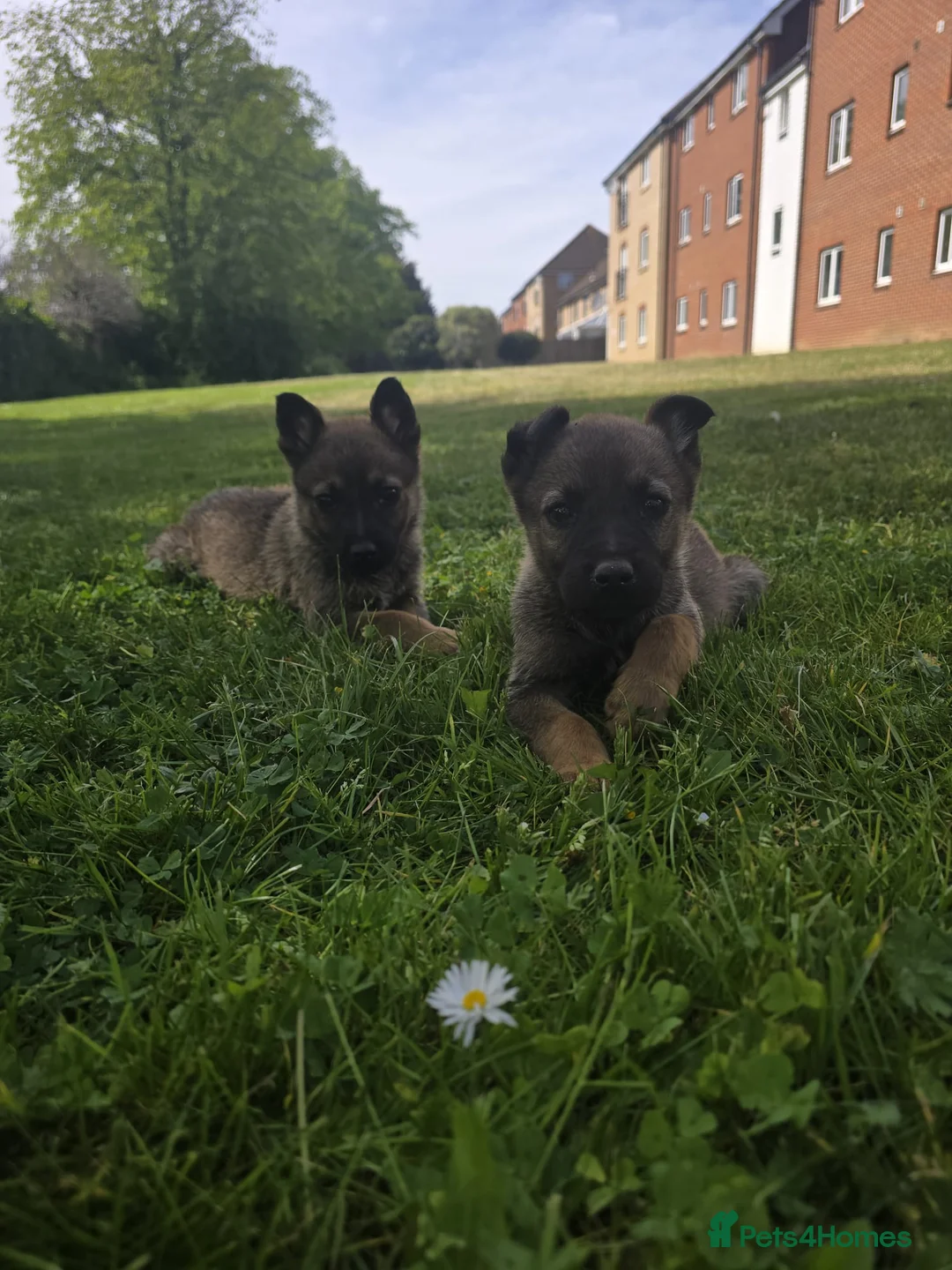 German Shepherd dogs for sale: German shepherd puppies  in Romford - Advert 1