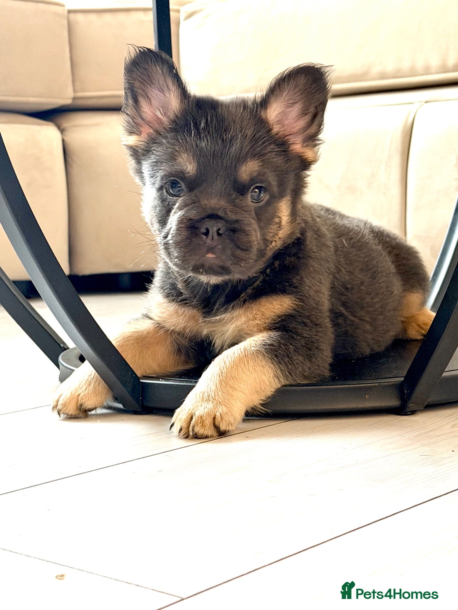 French Bulldog dogs (REDUCED) LAST BOY AVAILABLE  - Advert 1