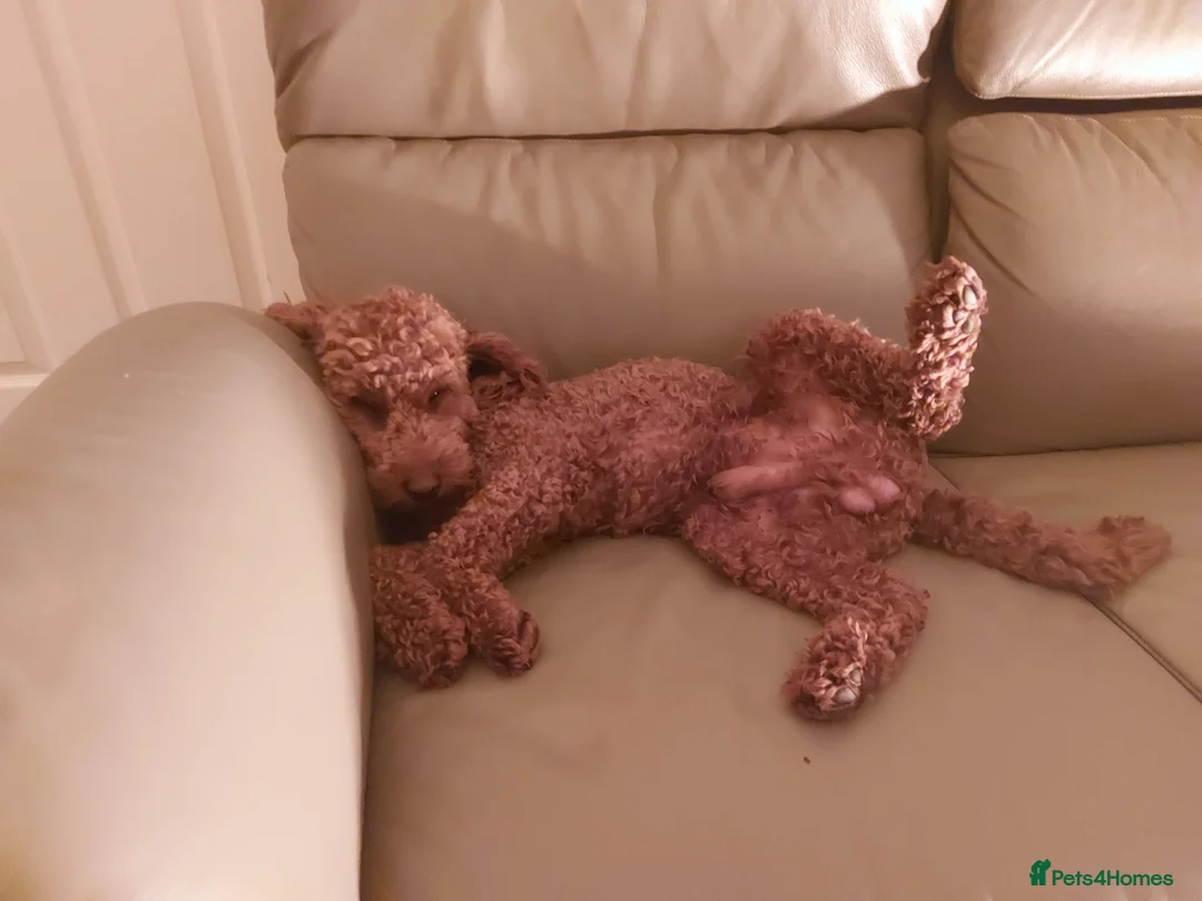 Miniature Poodle dogs for stud: OUR BARRY-KC REGISTERED MINIATURE POODLE FOR STUD in Preston - Advert 15