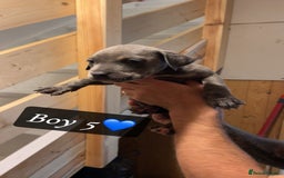 Mixed Breed dogs for sale: Cane Corso x Pocket Bully - Image 13