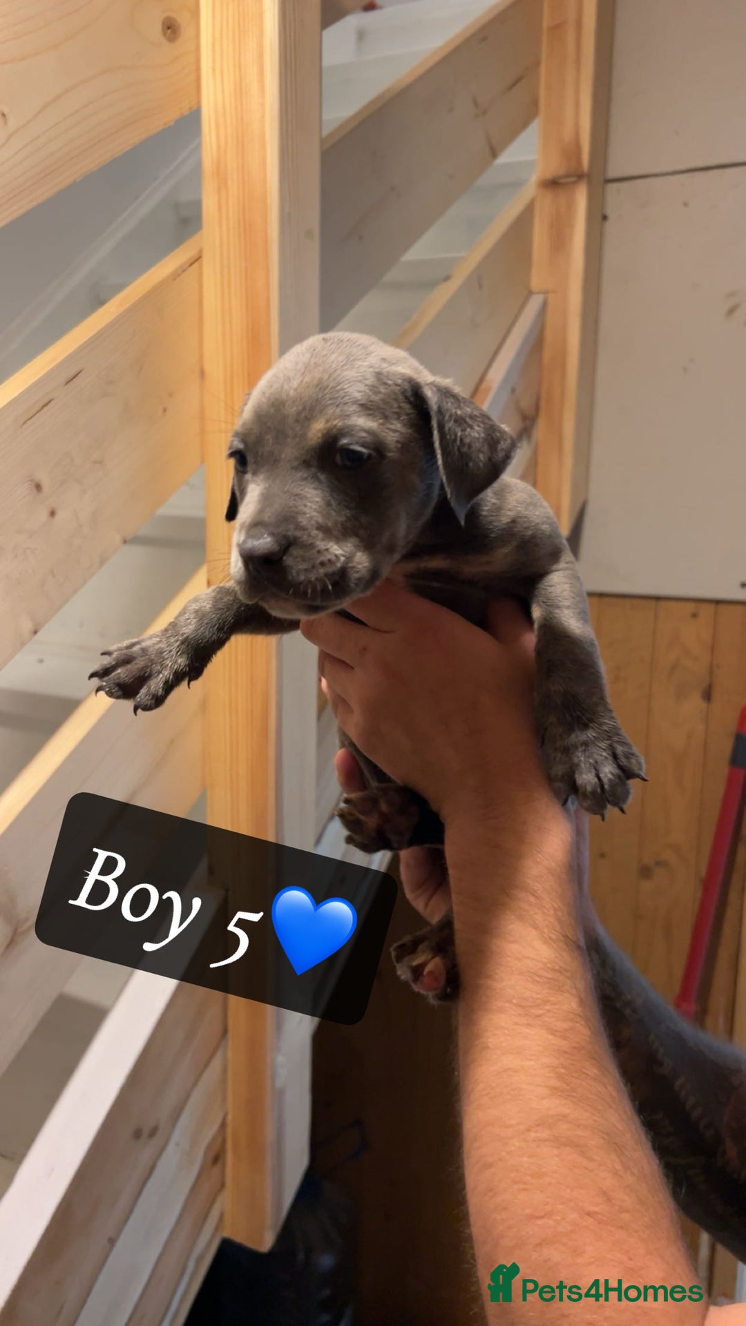 Mixed Breed dogs for sale: Cane Corso x Pocket Bully - Image 13