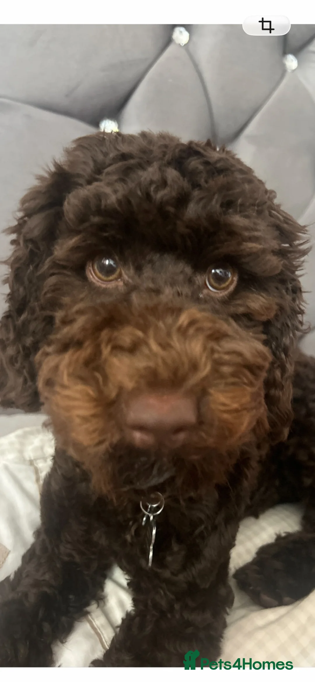 Cockapoo dogs for stud:  EddietheTeddy  f2 Cockapoo Stud Derby - Advert 2
