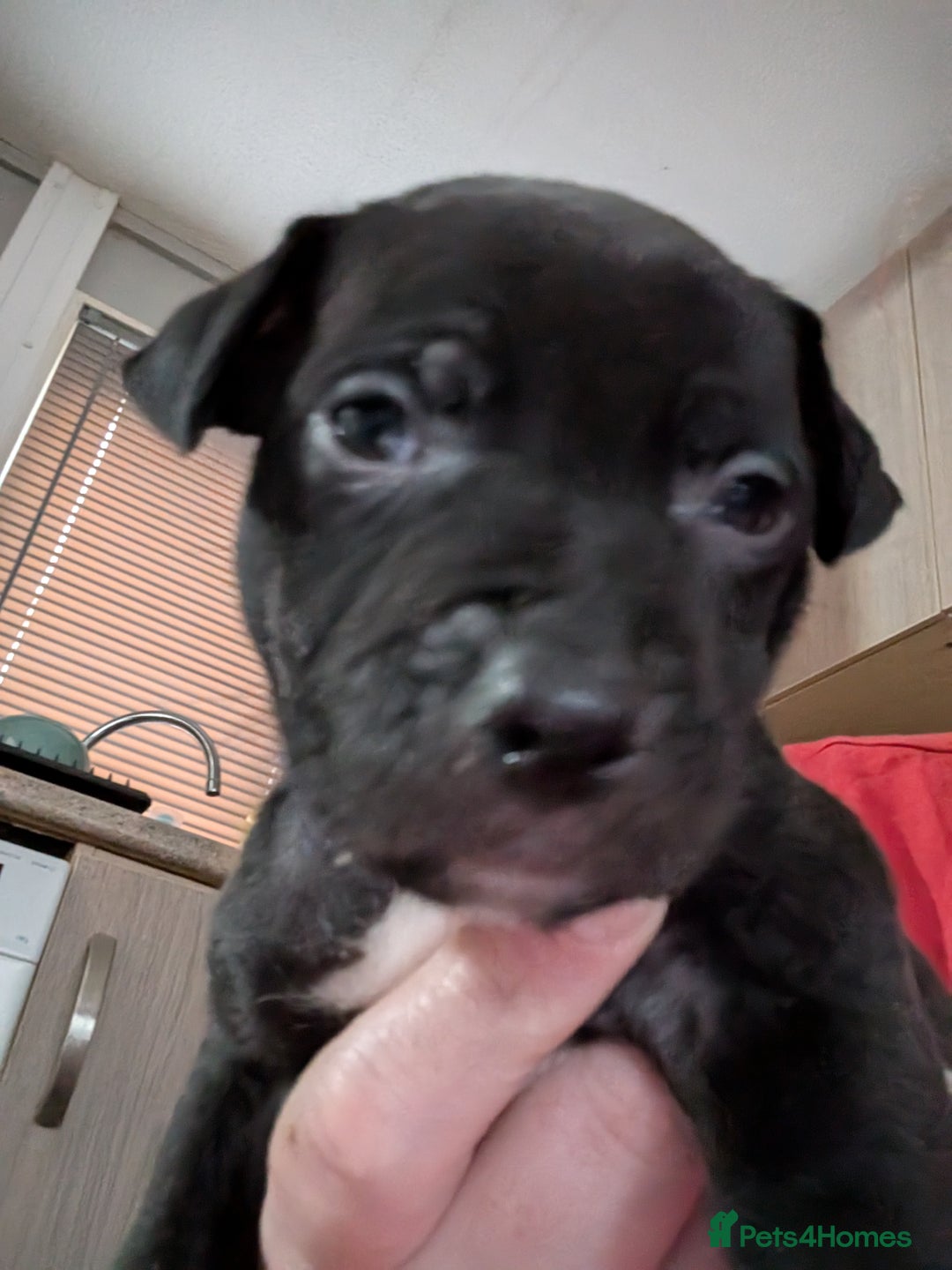 Mixed Breed dogs for sale: Beautiful American bulldog x staffie puppies  - Image 12