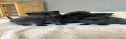Scottish Fold cats for sale: Adorable Scottish fold Kitten - Advert 4