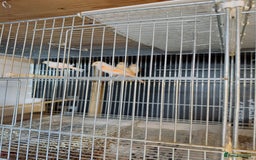 Canaries birds for sale: Portuguese Harlequin canaries. - Image 2