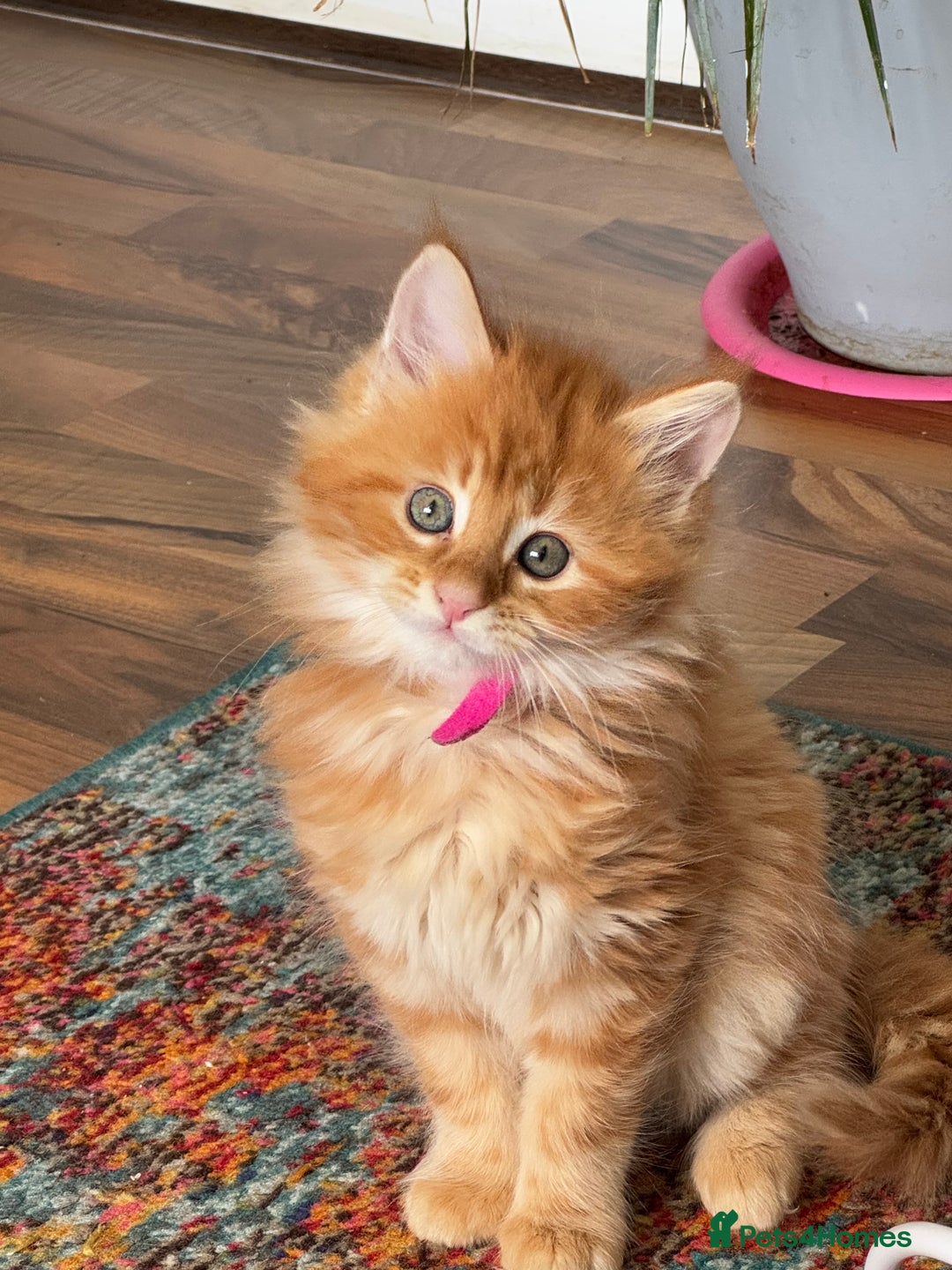 Maine Coon cats for sale: Cross Maine coon for sale  - Image 5