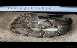 Python Snake reptiles for sale: Ball pythons both sexes  in Peterlee - Image 3