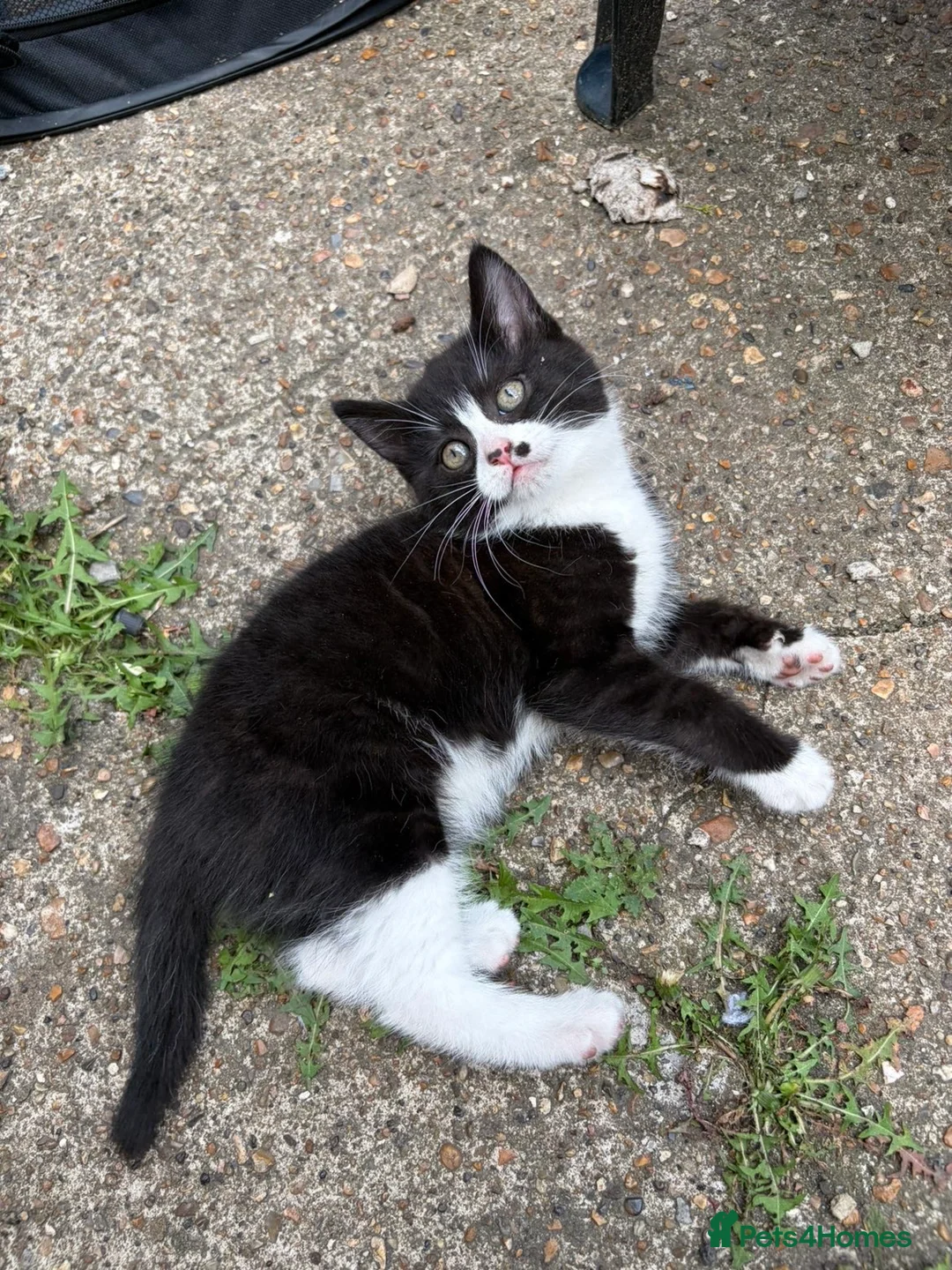 Mixed Breed cats for sale: cute black and white kittens  - Advert 1