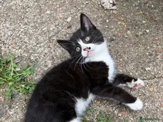 Mixed Breed cats cute black and white kittens - Advert 6
