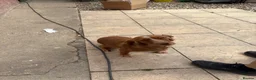 Sprocker dogs for sale: Sprockers - Advert 1
