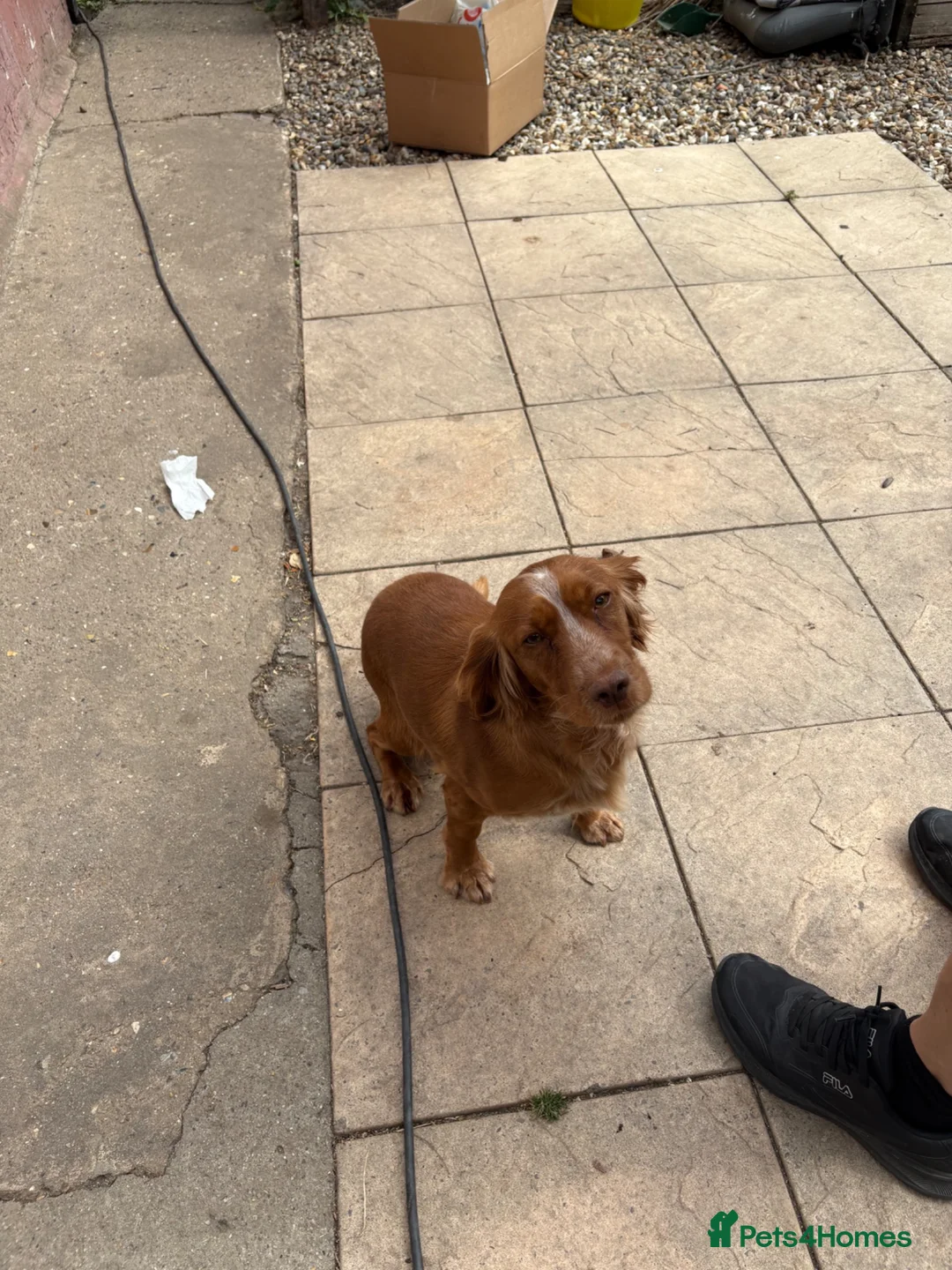 Sprocker dogs for sale: Sprockers - Advert 1