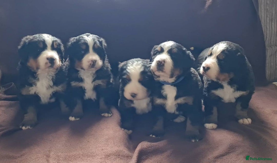 Bernese Mountain Dog dogs for stud: Proven KC registered Bernese Mountain Dog for Stud - Image 6