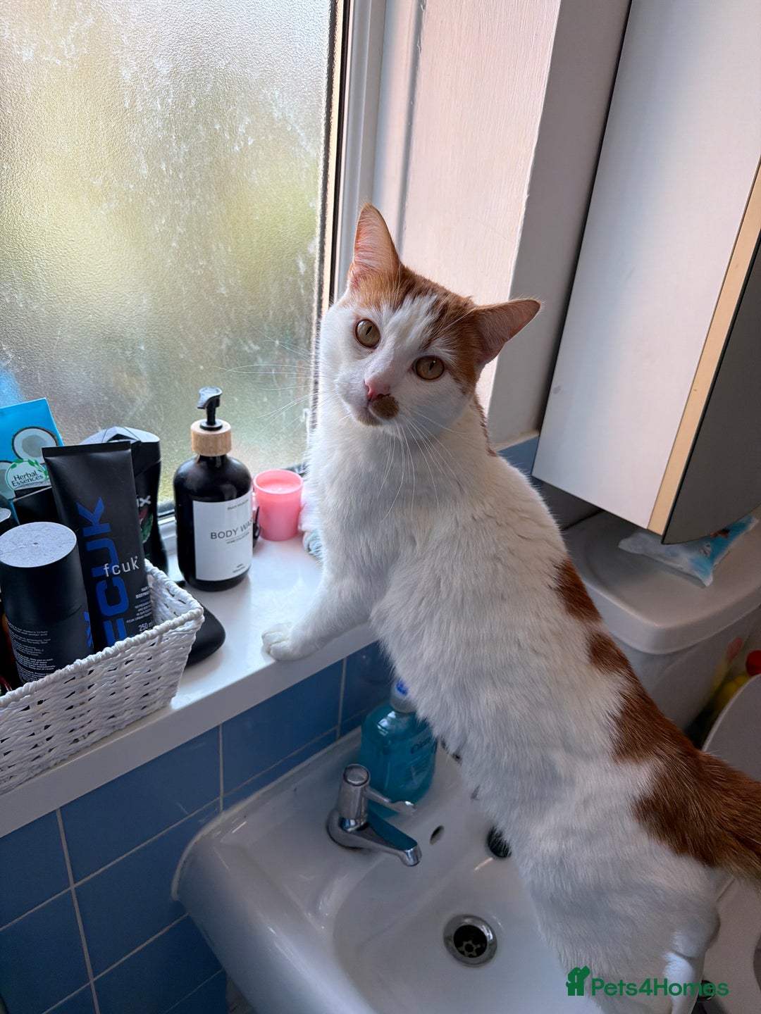 British Shorthair cats for sale: White and ginger cat  - Advert 5