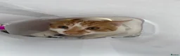 Mixed Breed cats for sale: Jiren  in Wolverhampton - Advert 3
