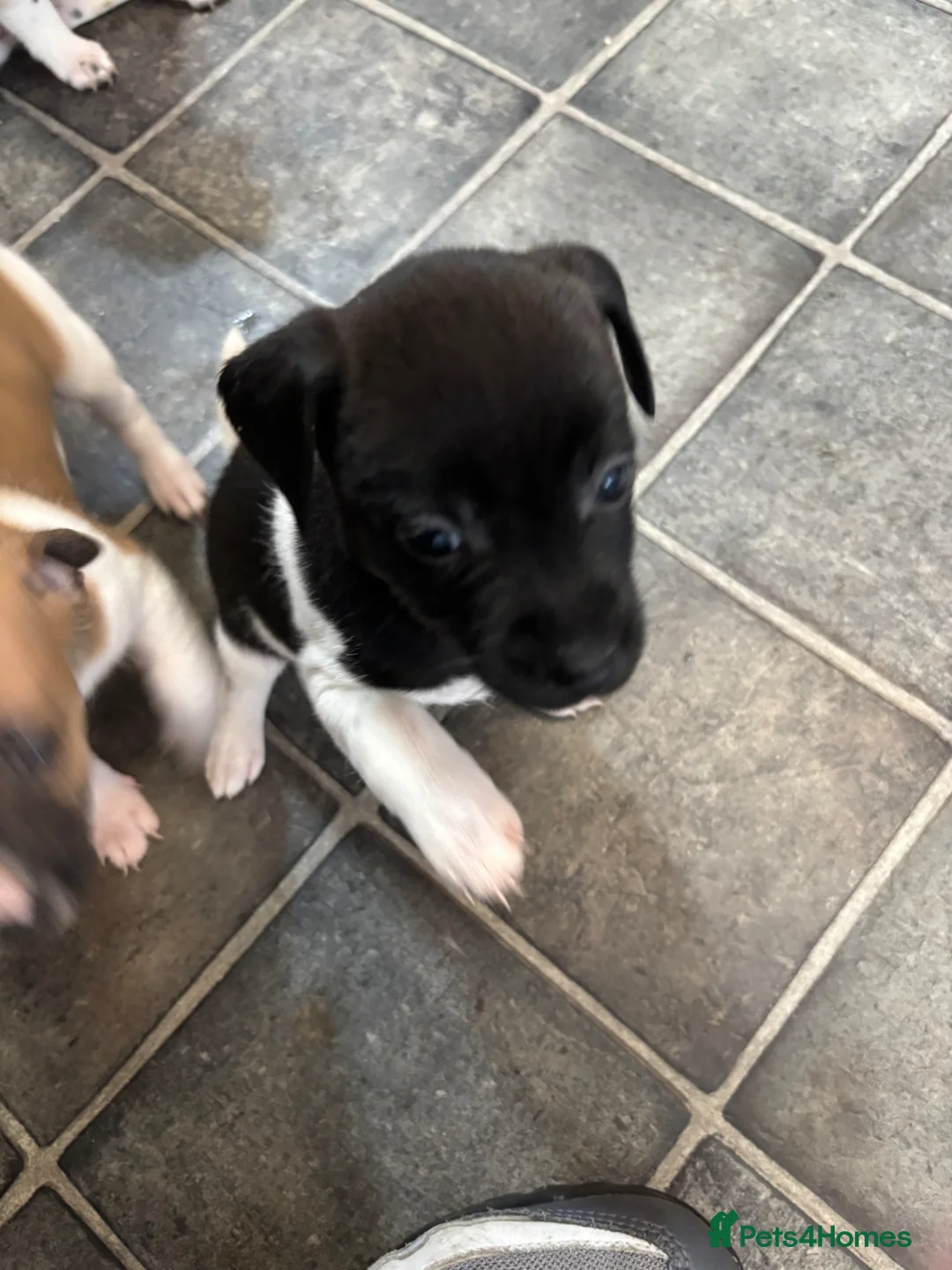 Jack Russell dogs for sale: Two beautiful girls Jack russells - Advert 6