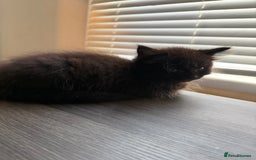 Mixed Breed cats for sale: Fluffy kittens || ready for loving home  - Image 8