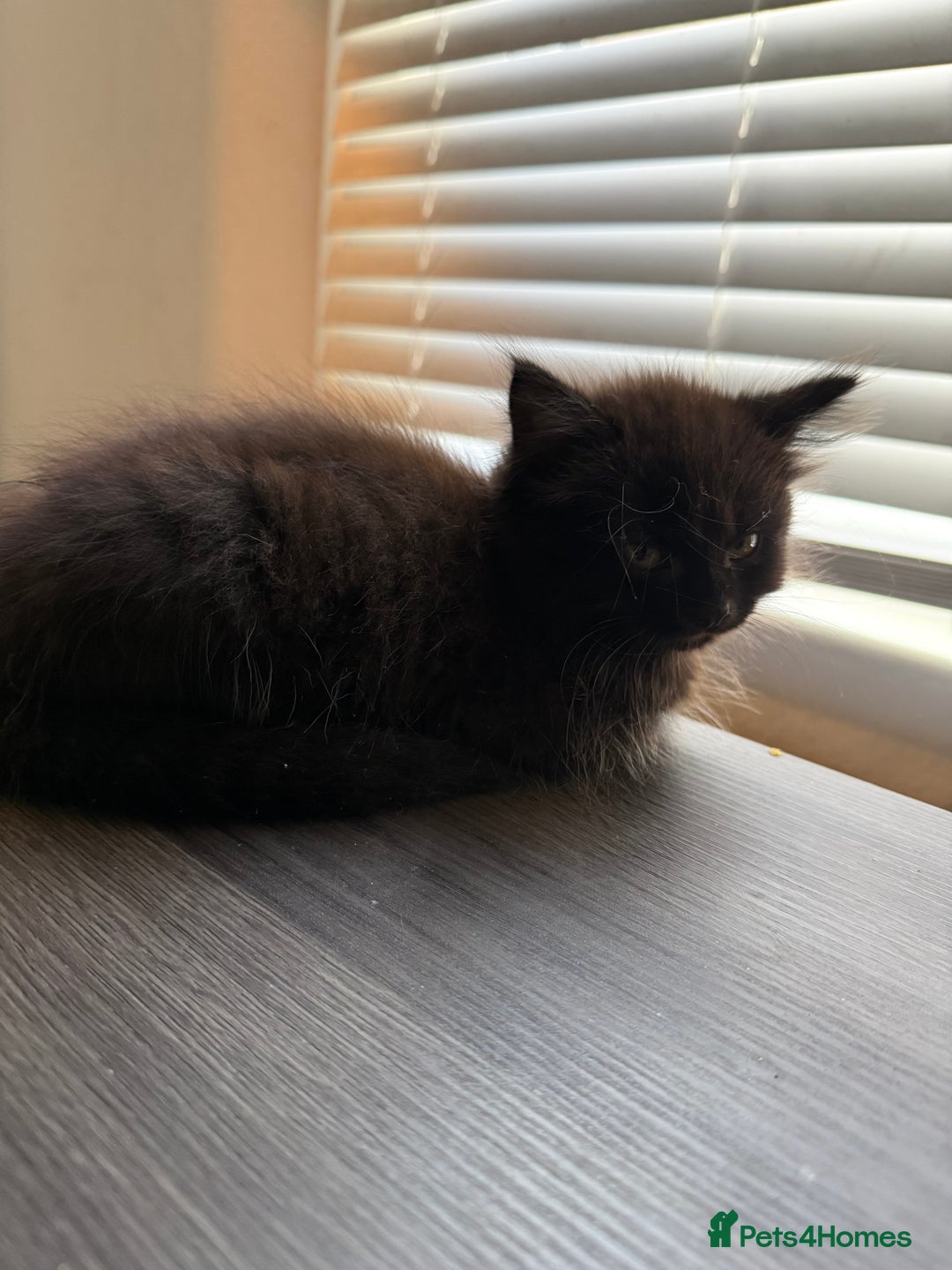 Mixed Breed cats for sale: Fluffy kittens || ready for loving home  - Image 8