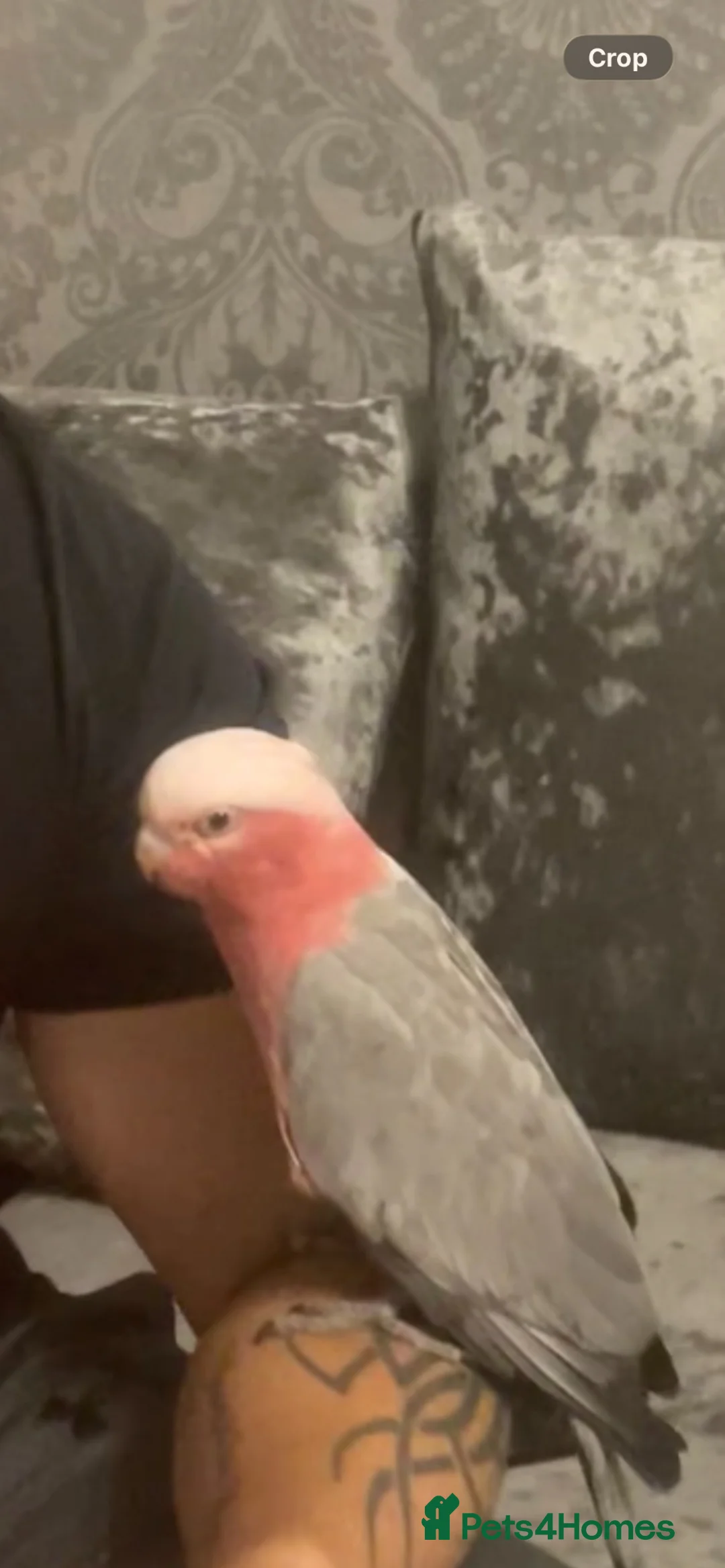 Cockatoo birds for sale: Beautiful galah  in Doncaster - Advert 7