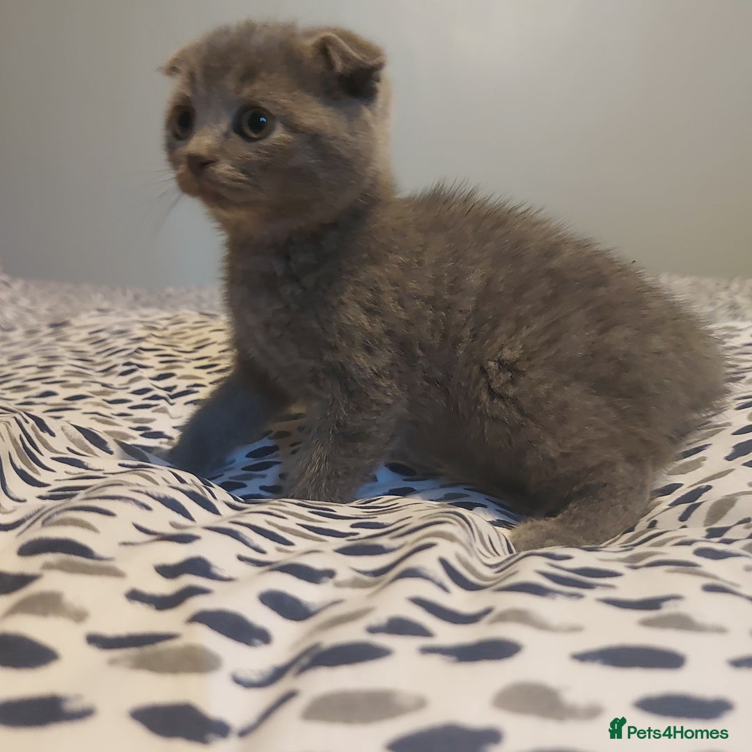 British Shorthair cats for sale: British shorthair kittens and scotish fold  - Image 19