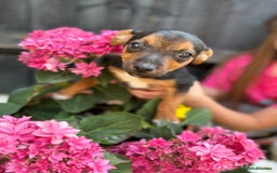 Jack Russell dogs for sale: 2 beautiful Jack Russell puppy girls left  - Image 8
