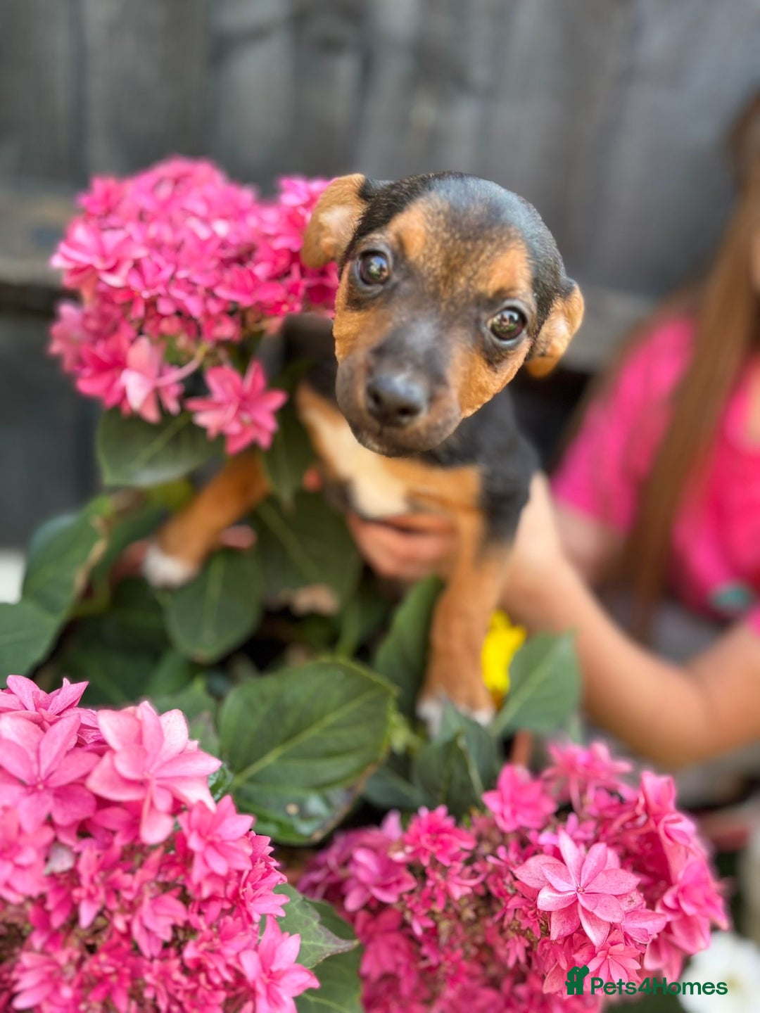 Jack Russell dogs for sale: 2 beautiful Jack Russell puppy girls left  - Image 8