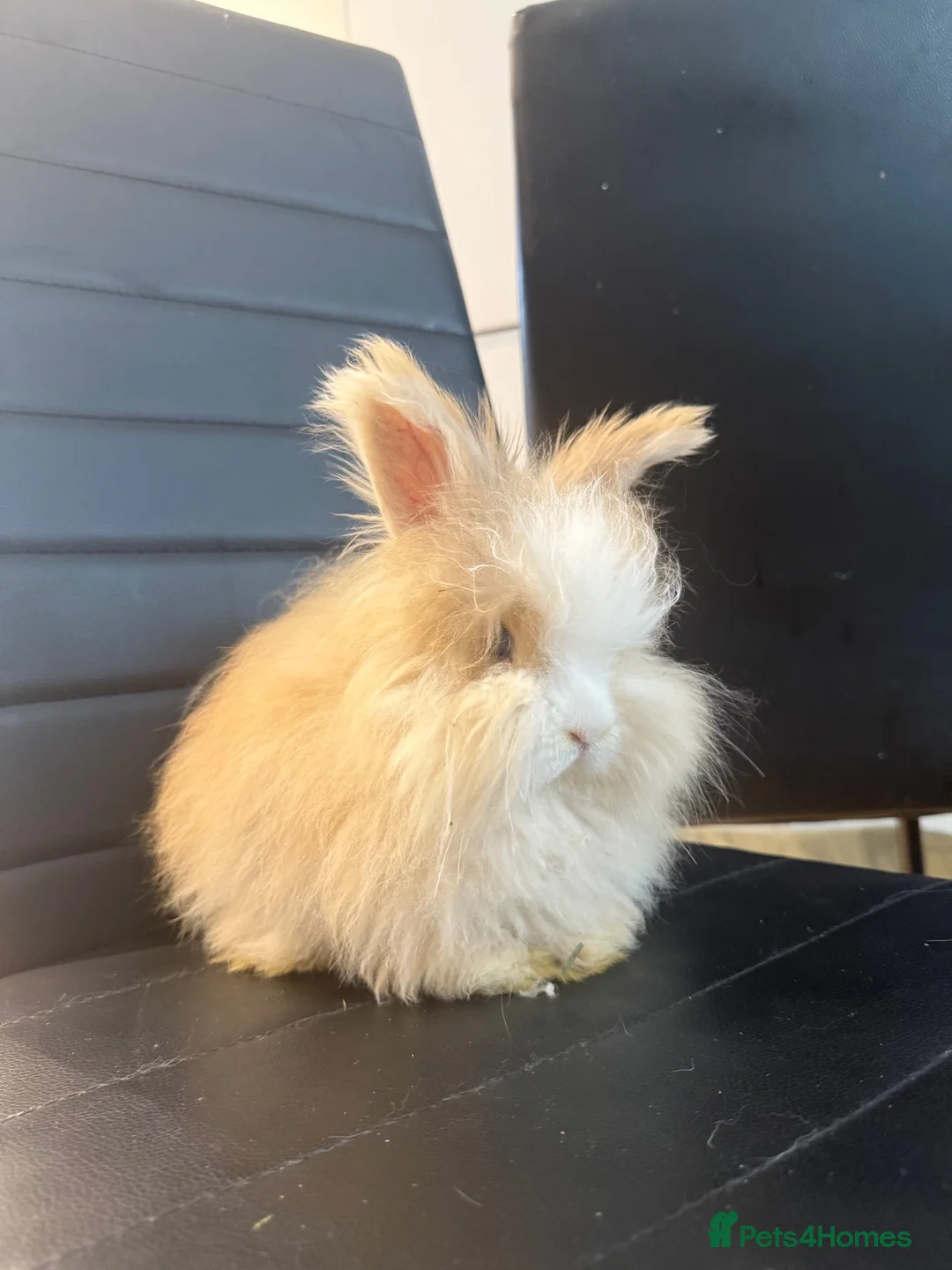 Angora rabbits for sale: Pure bred Angora babies - Advert 2