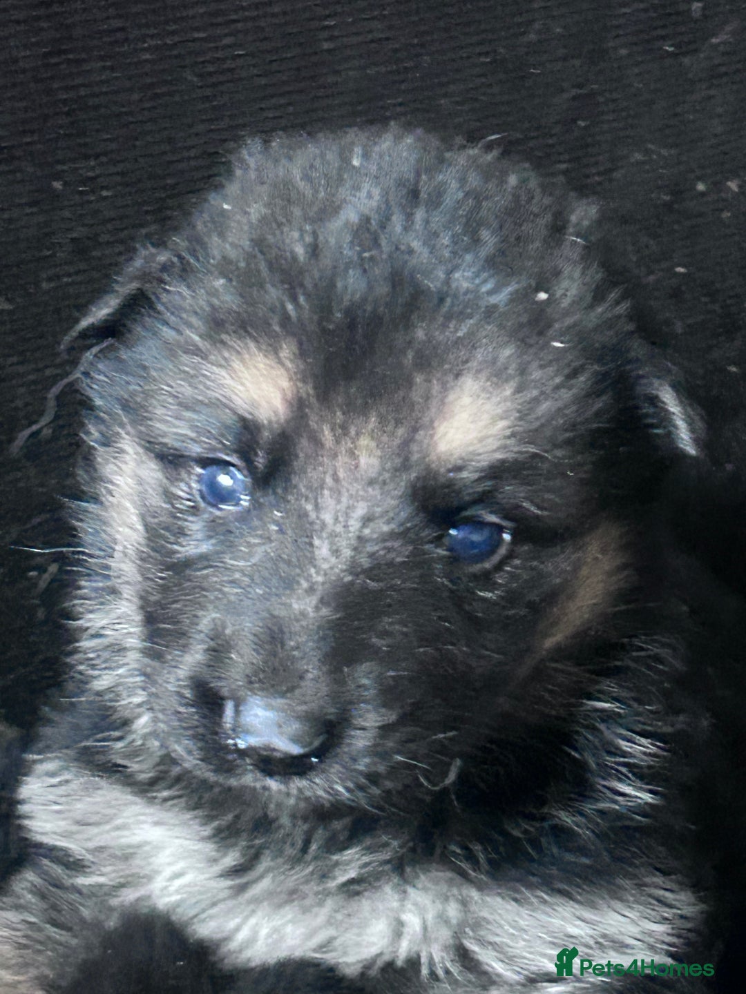 German Shepherd dogs for sale: German shepherd READY TO LEAVE - Advert 18