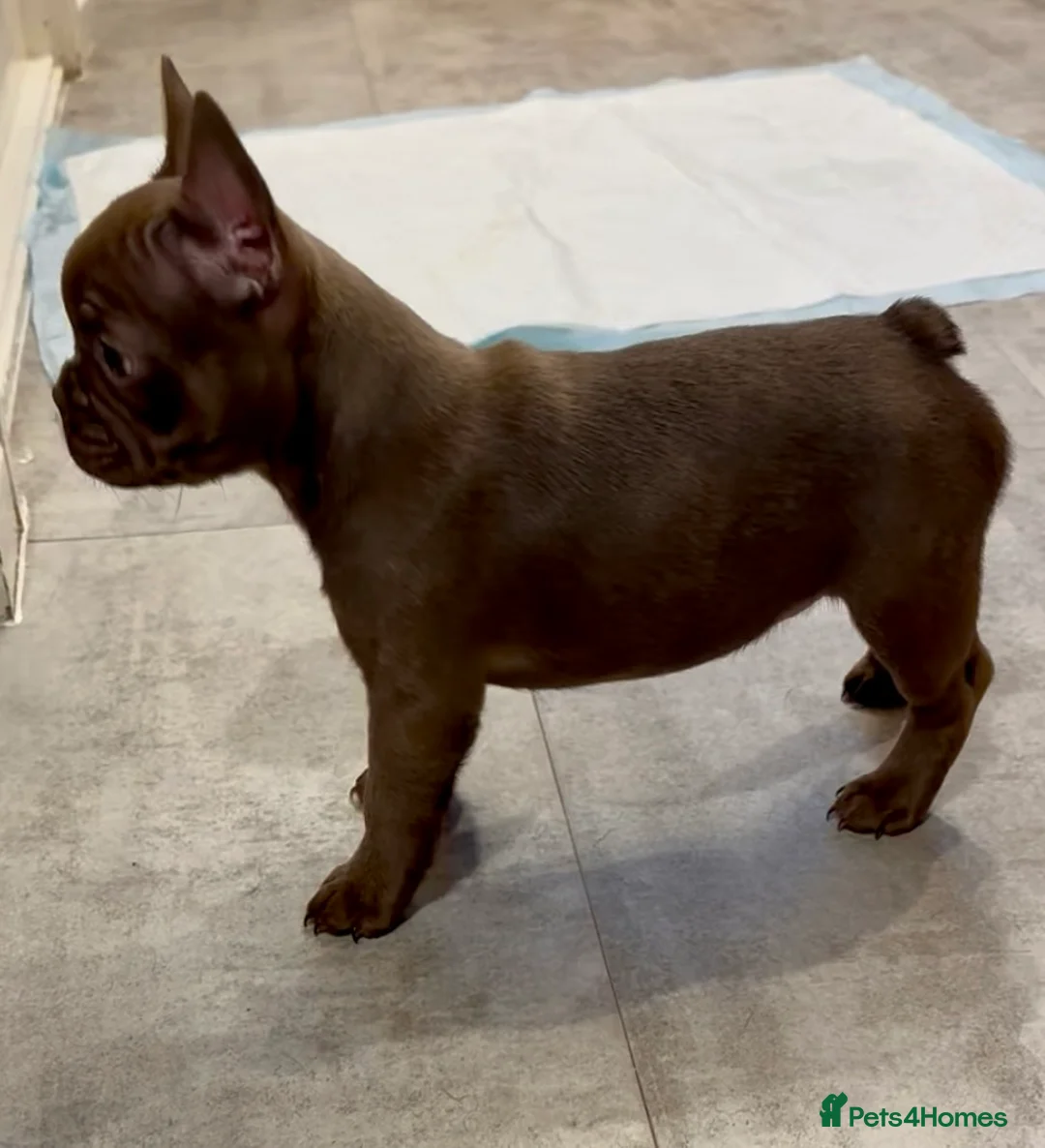 French Bulldog dogs for sale: New Shade Rojo French Bulldog Puppy. - Advert 4