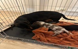 Miniature Dachshund dogs for sale: Miniature dachshunds  - Advert 15