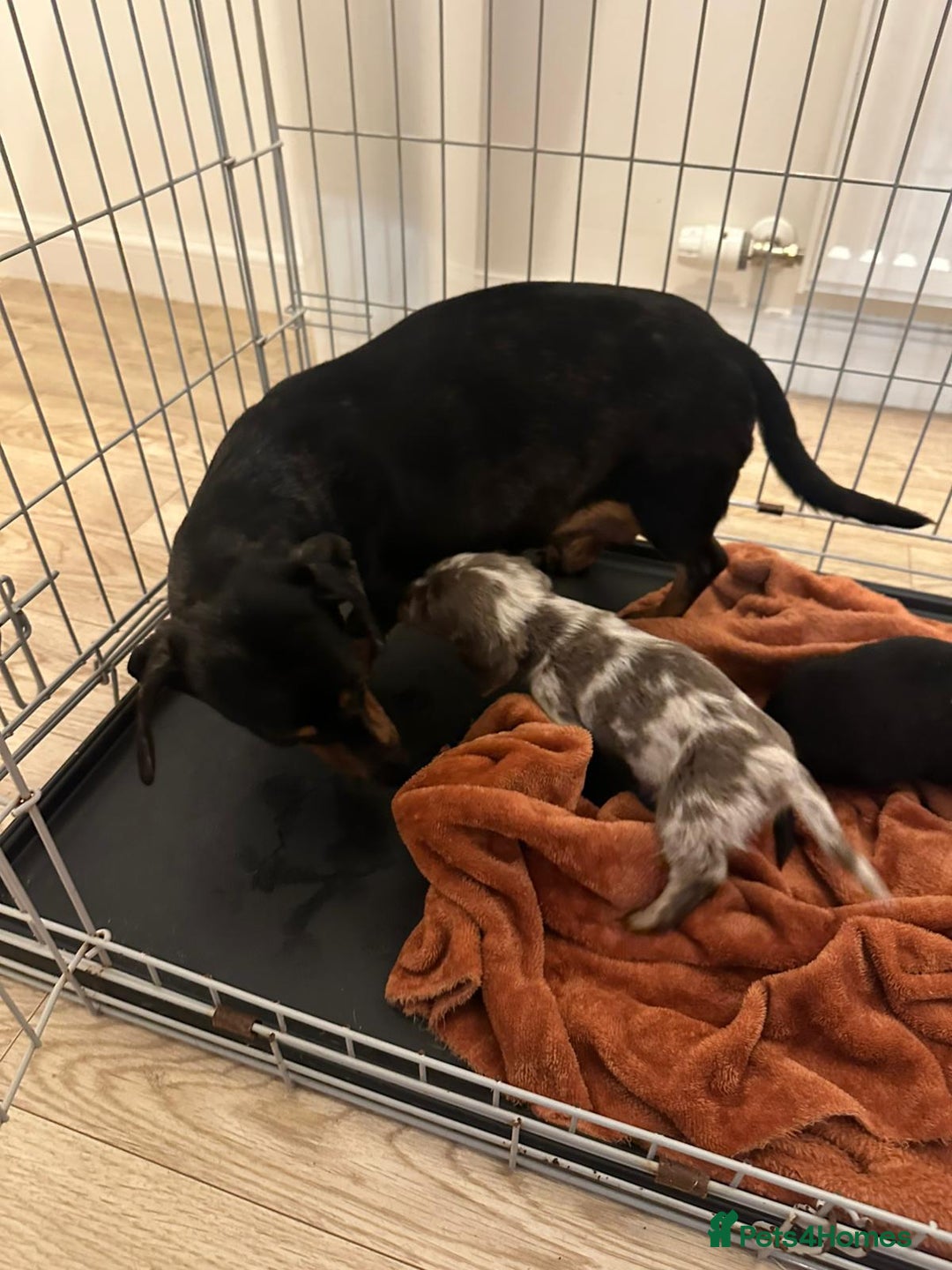 Miniature Dachshund dogs for sale: Miniature dachshunds  - Advert 15