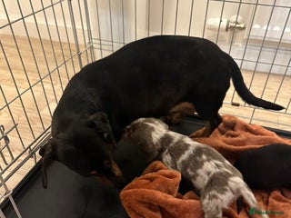 Miniature Dachshund dogs Miniature dachshunds - Advert 1