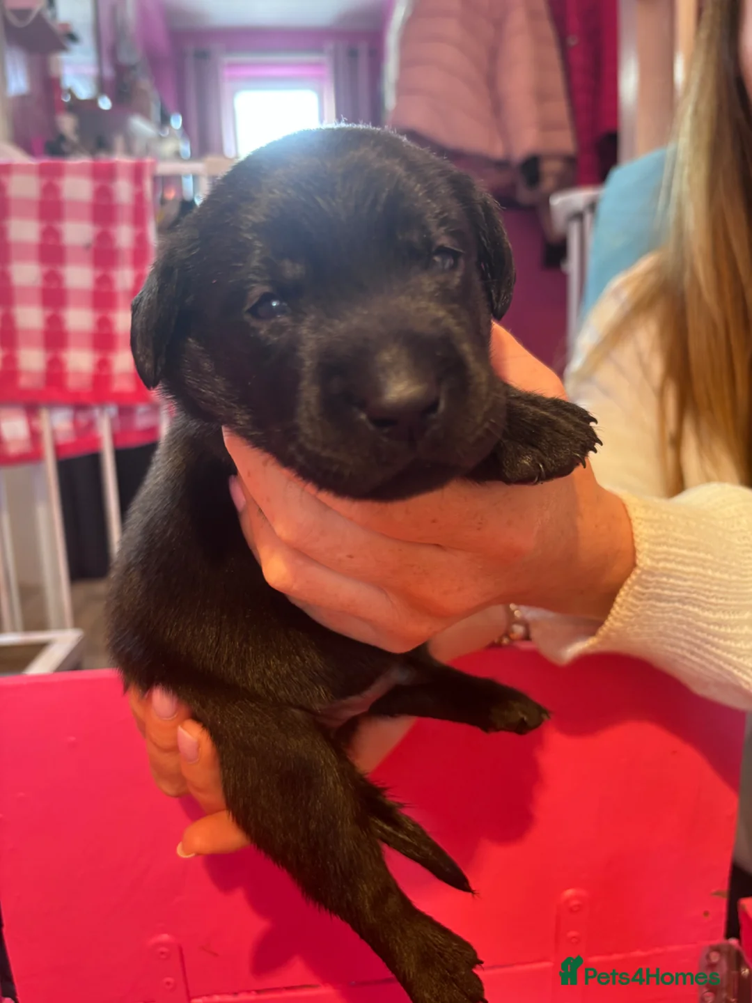 Labrador Retriever dogs for sale: 1 girl left…Beautiful litter of Labrador puppies - Advert 40