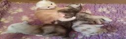 Maine Coon cats for sale: Fully health tested, Tica registered - Advert 6