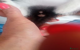 Mixed Breed cats for sale: 4 baby kittens for sale  - Image 6