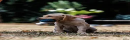 Labrador Retriever dogs for sale: QUALITY COMPETITION PROSPECT in Gloucester - Advert 2