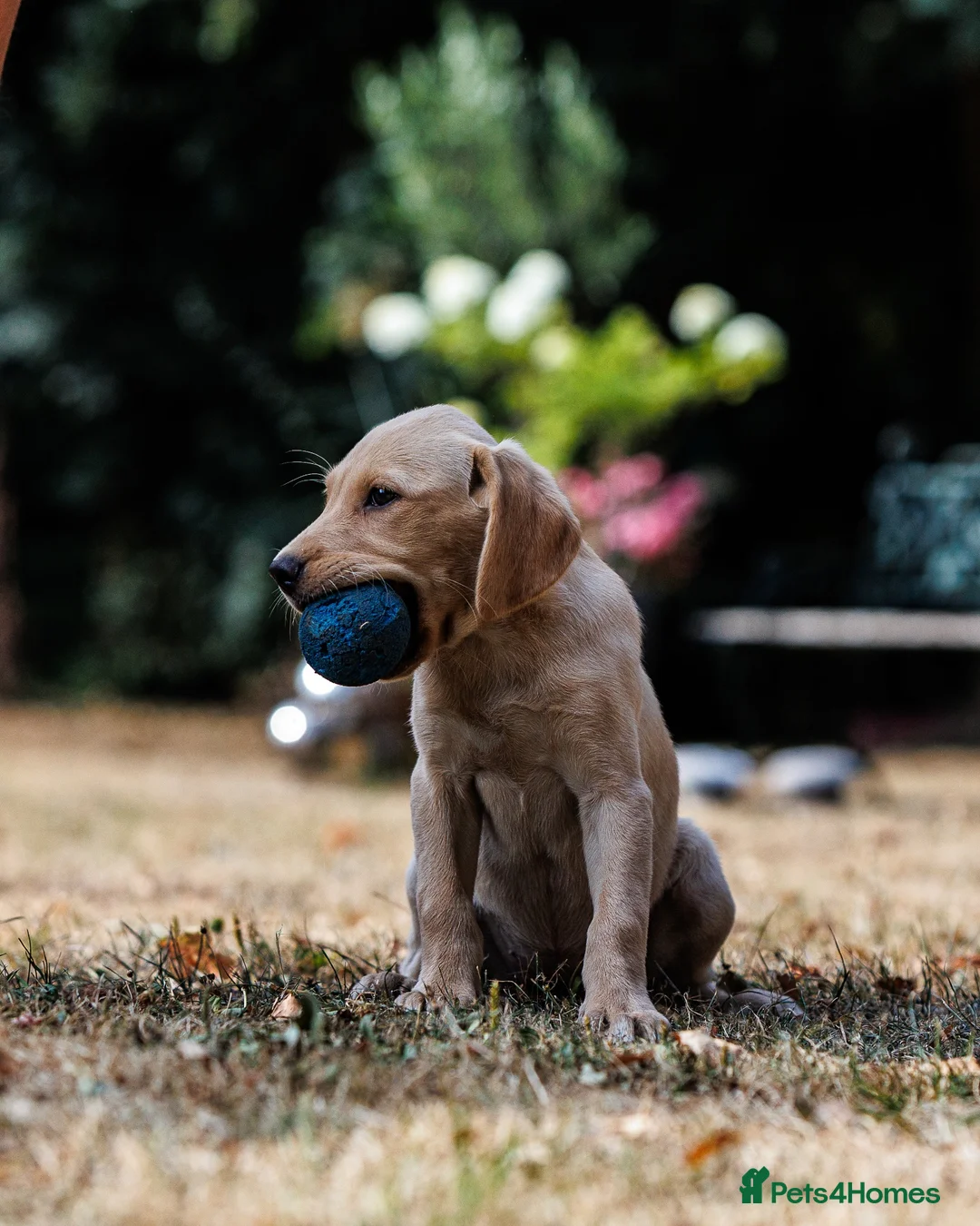 Labrador Retriever dogs for sale: QUALITY COMPETITION PROSPECT in Gloucester - Advert 2