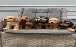 Cockapoo dogs for sale: F1 Cockapoos puppies (council licensed breeder) - Image 19