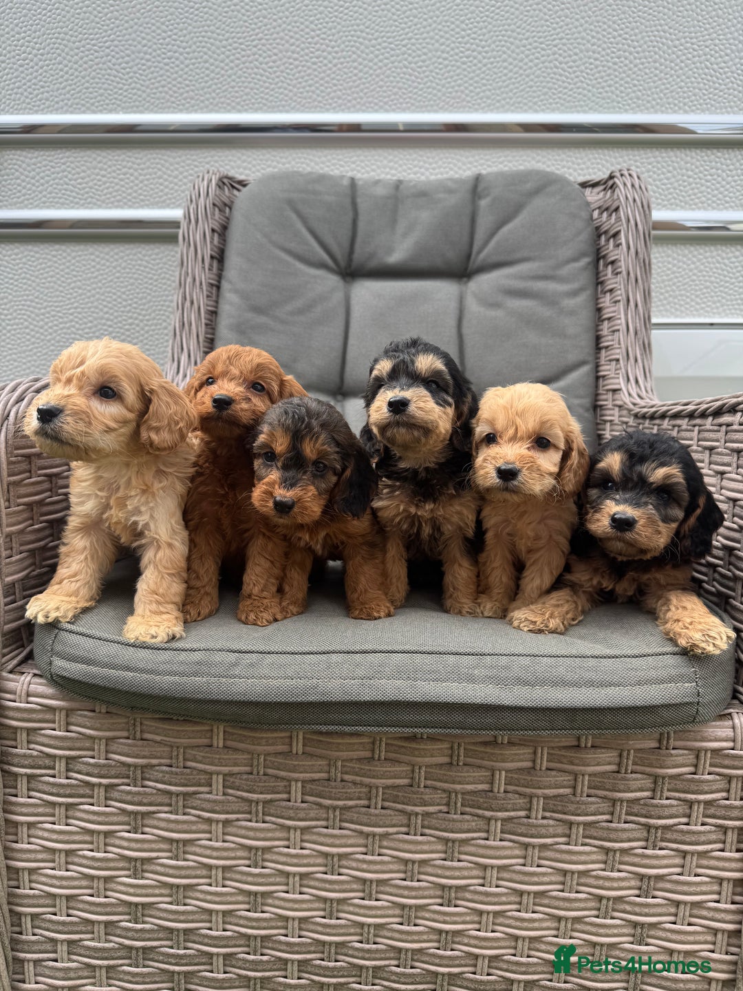 Cockapoo dogs for sale: F1 Cockapoos puppies (council licensed breeder) - Image 19