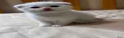 Scottish Fold cats for sale: Scottish Fold & Straight Kittens 🐾 - Advert 8