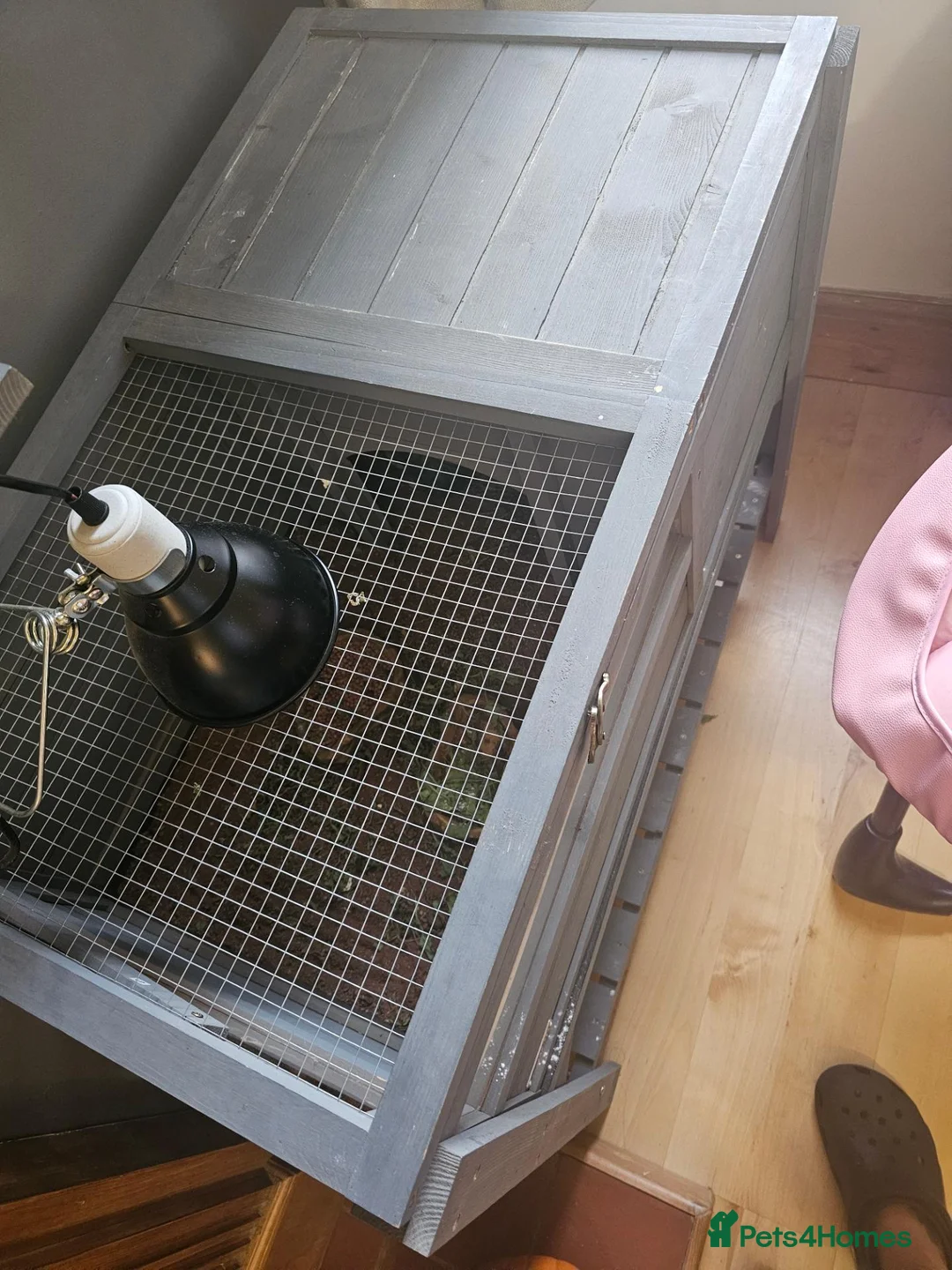 Hermann Tortoise reptiles for sale: 2 year old herman tortoise in Nottingham - Advert 2