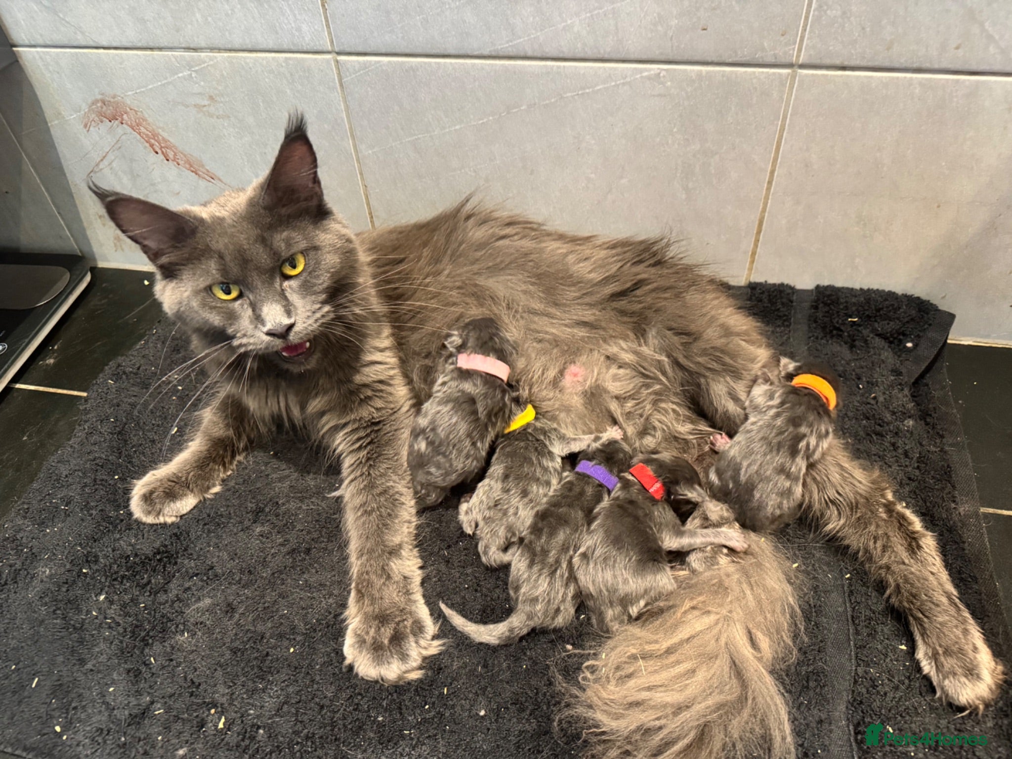 Maine Coon cats Stunning pedigree Russia Blue Maine Coons - Advert 1