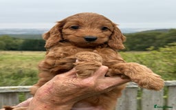 Cockapoo dogs for sale: F1 Show Cockapoo’s  - Image 3