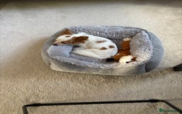 Chihuahua dogs for sale: 11 month old Chihuahua for sale  - Image 7