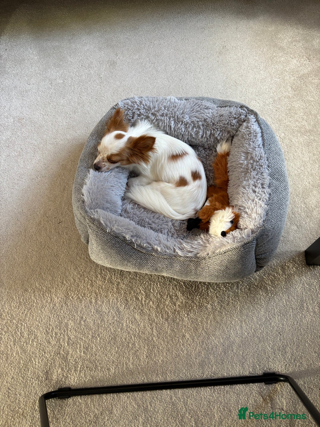 Chihuahua dogs for sale: 11 month old Chihuahua for sale  - Image 7